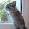 Кохана