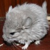 Ежик