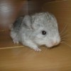 Микки