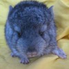 Ждана