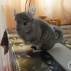 Асоль