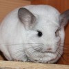 Луиза