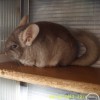 Кирочка Чин Лайф