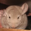 Янус