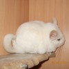 Жаклин