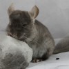 Коричневый Бархат