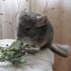 Секста