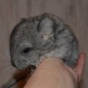 Микки