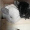 Филимон