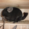 Нафаня