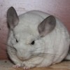 Лана