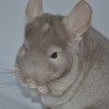Кориолан