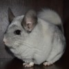 Молли
