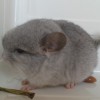 Ежик