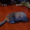 Олаф
