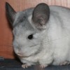 Сима
