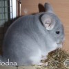 Лантана