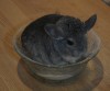 Любимое занятие - купание!