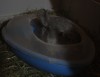 Очень любим купаться!