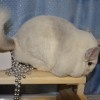 Иолла