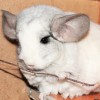 Лана
