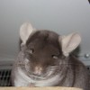 Капитолина