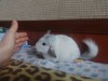 2 мес