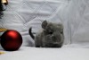 3 недели