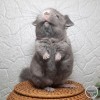 ВЕРСАЛДжесси