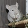 Ефим