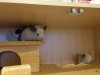 Сэйери с папой 