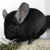 709м