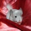Селим