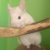 Селестия