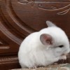 Снежочек
