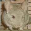 Фунтик