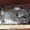 Филин