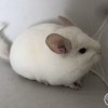 Октавия 