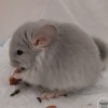 Кокос