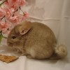 Пончик
