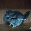Иса Альгиз Альборада Анаэль фон Вайлант