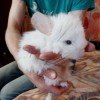 Белка