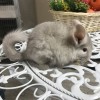 Масик