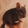 Томас МБ