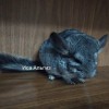 Феликс Анаэль фон Вайлант