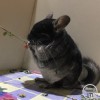 Маркиз