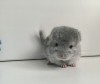 Химэ