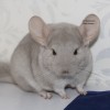 Амазонка