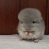 Хулиган