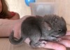 Амасья